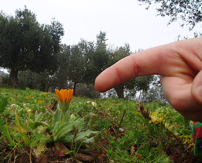 Segni di primavera